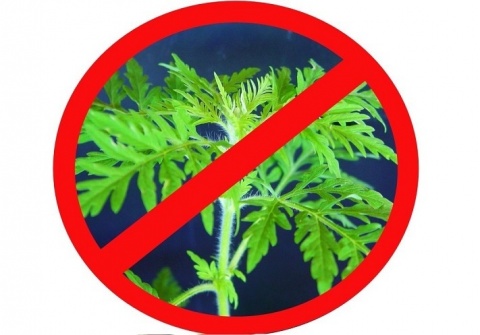 stop ambroziya 08 2019