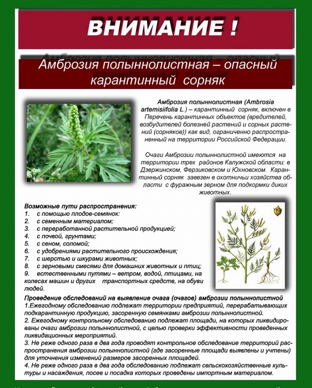 Информация о вреде амброзии